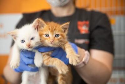 person holding up two kittens