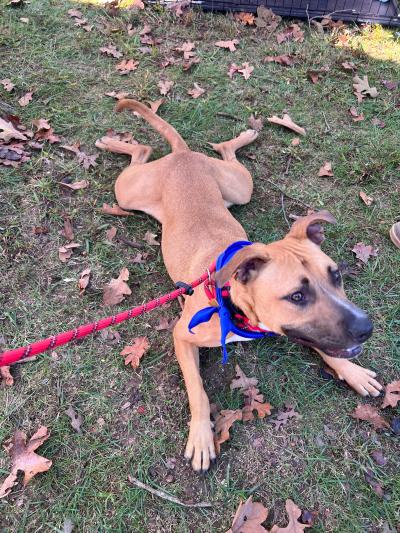 Cashew the dog lying in the grass
