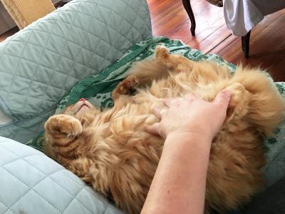 A hand petting Archie the cat's belly, who is lying upside-down