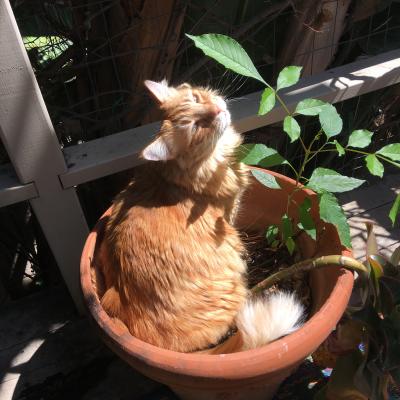Archie the cat lying in a pot with a plant in the sunshine