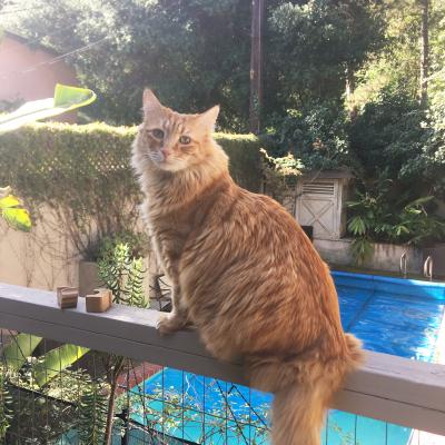 Archie the orange tabby cat sitting on a wooden railing