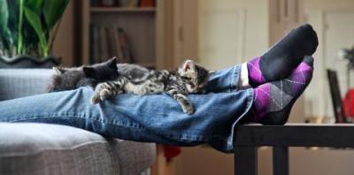 Kittens lying on person&#039;s legs