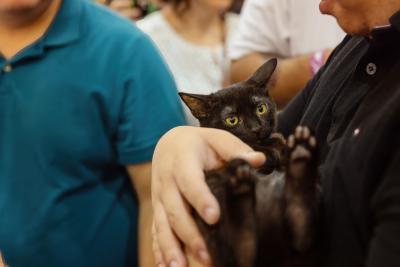Person cradling a black kitten in their arms