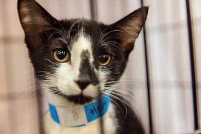 Black and white kitten wearing a blue paper collar in a wire kennel