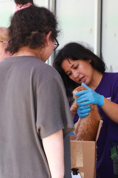 Person from the cat help desk pulling an orange tabby kitten out of a box with gloved hands
