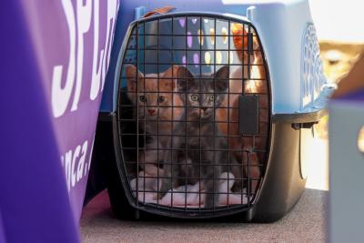 Litter of kittens in a carrier at the cat help desk