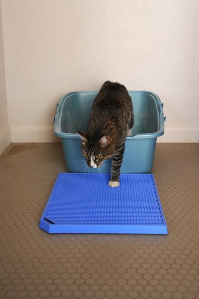 Cat walking out of a litter box