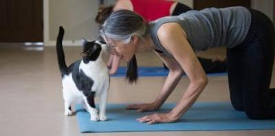 Black and white cat sniffing person&#039;s head on yoga mat