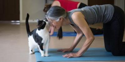 Black and white cat sniffing person doing yoga&#039;s face