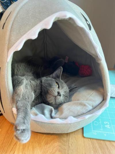 AJ the kitten sleeping in a shark-shaped bed