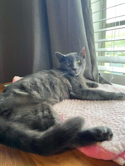 A grown up AJ the cat, lying next to a window