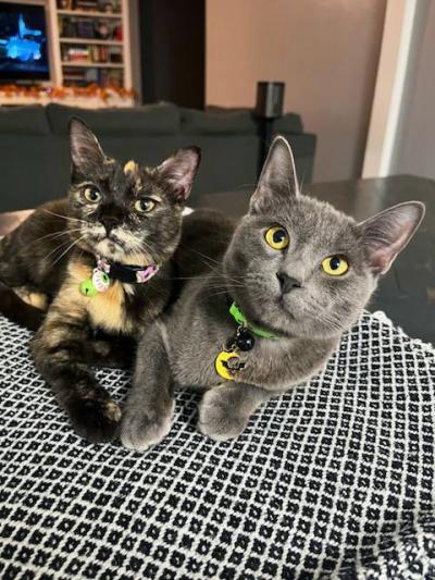 AJ lying next to a tortoiseshell kitten