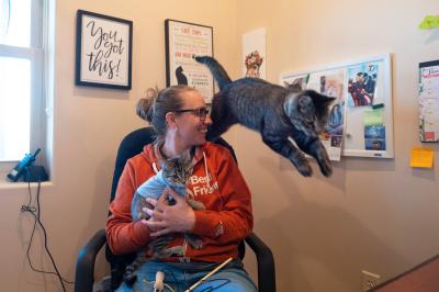Binks the kitten being held in a person's lap while Elton the cat jumps off the back of a chair