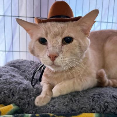 Banjo the cat in his kennel wearing his cowboy hat