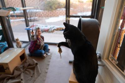 Person playing with a wand toy with Samara the cat
