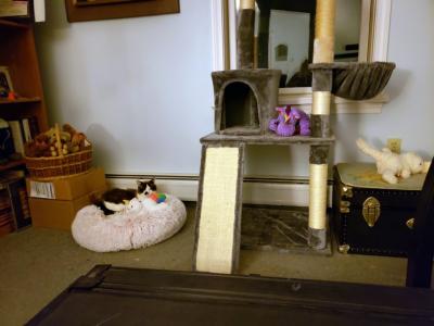 Cinderella the cat lying on a bed next to a large cat tree holding her purple unicorn toy