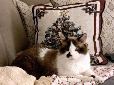Cinderella the cat lying in front of a Christmas pillow on a couch
