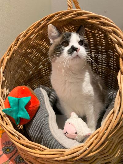 Cinderella Sitting on a wicker basket cat bed with some stuffed toys