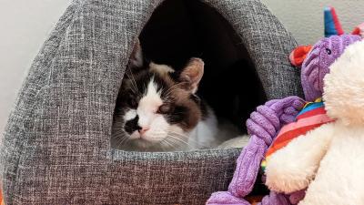 Cinderella the cat in an enclosed bed next to her stuffed purple unicorn toy