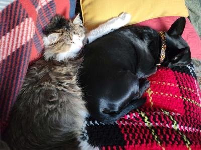 Dolly Parton the cat sleeping snuggled next to Chloe the dog on a red plaid blanket