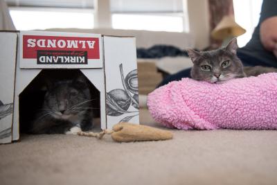 Gia the cat in an overturned cardboard box next to another cat lying on a pink bed