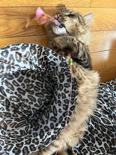 Lorcan the cat lying down with a wand toy in his mouth