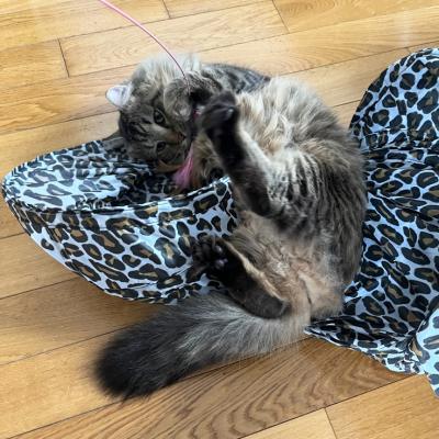 Lorcan the cat lying on a leopard print cat tunnel, while playing with a wand toy