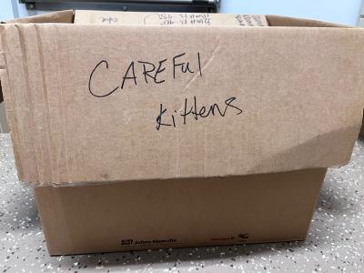 Cardboard box with the words 'Careful Kittens' written on a flap, used to house the kittens