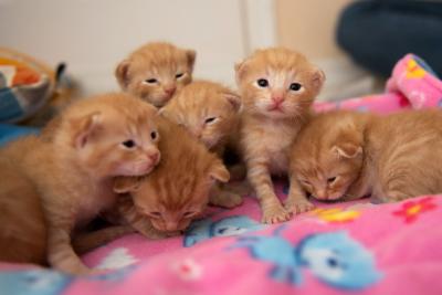 Seven orange tabby kittens on a pink patterned blanket