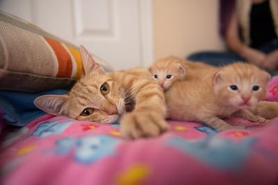 The mama cat lying on her side next to two of her kittens, all orange tabbies