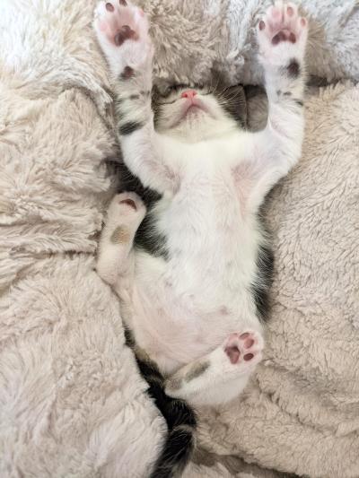 Kitten sleeping upside-down on a fluffy bed with paws up in the air
