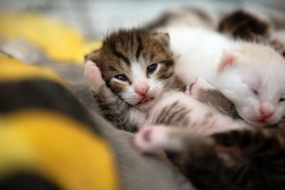 Two kittens, one awake and one sleeping