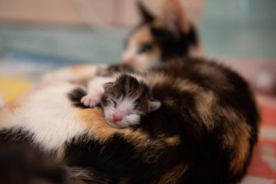 Kitten sleeping on the mama calico cat