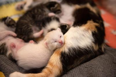 Kitten sleeping on one of the mama cats