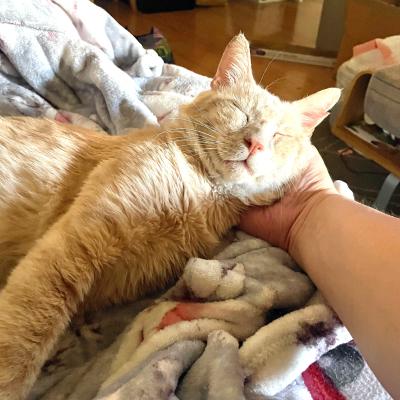 Person petting the face of Banjo the cat