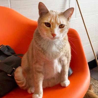 Oliver the cat sitting on an orange chair
