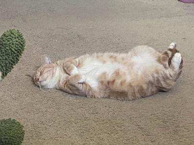 Oliver the cat sleeping while lying on his back with belly up