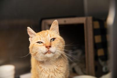 Otto the orange tabby cat