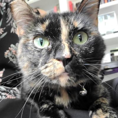 Close-up of the face of Peanut Butter the tortoiseshell cat