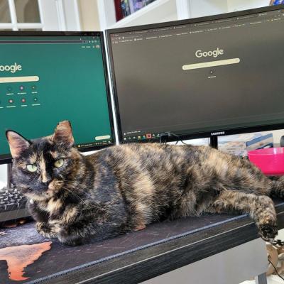 Peanut Butter the cat lying on a keyboard in front of two monitors