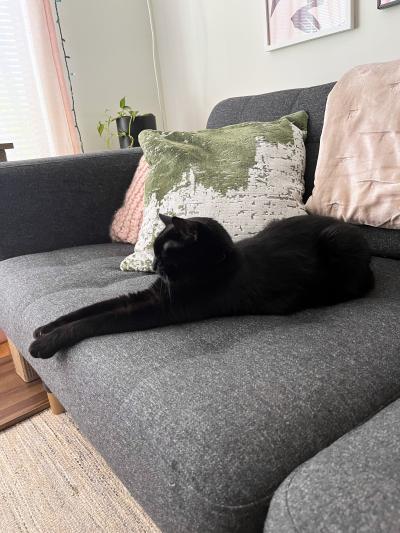Lisette the cat (now named Pearl) lying with paws outstretched on a couch