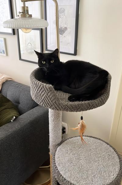 Lisette the cat lying on the top of a cat tree