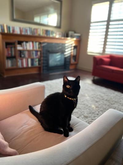 Pepper the one-eyed black cat on a chair in her new home