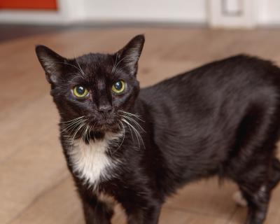 Petey the black and white cat