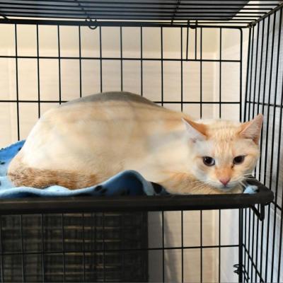 Phoenix the cat, wary in a wire kennel