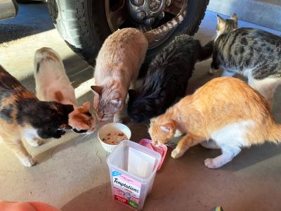 The Poets Square cats eating in a group