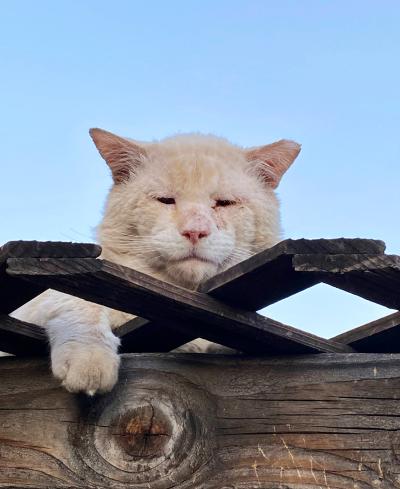 Sad Boy the cat with his head and paw poking out from behind a wooden trellis