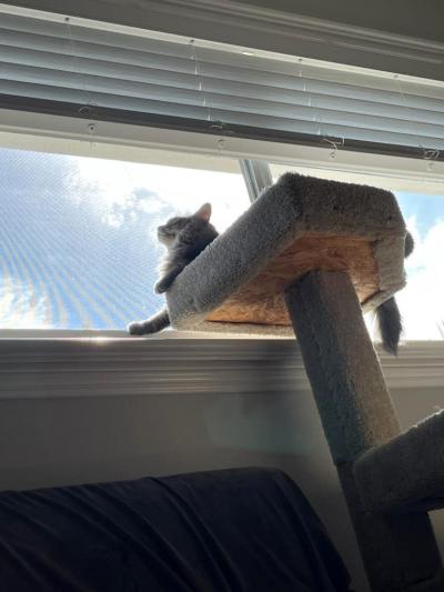 Littles the cat on the top of the cat tree with her paw on the window