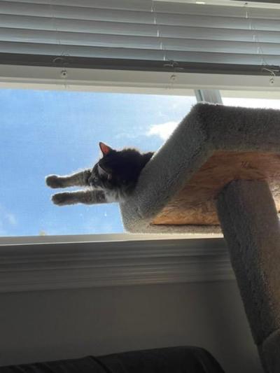 Littles the cat lying in the top of a cat tree with paws reached out to touch a window