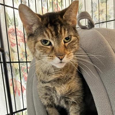 Savannah the cat poking her head out of a covered bed in a wire crate